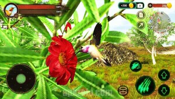 Hummingbird Game Zoe APK